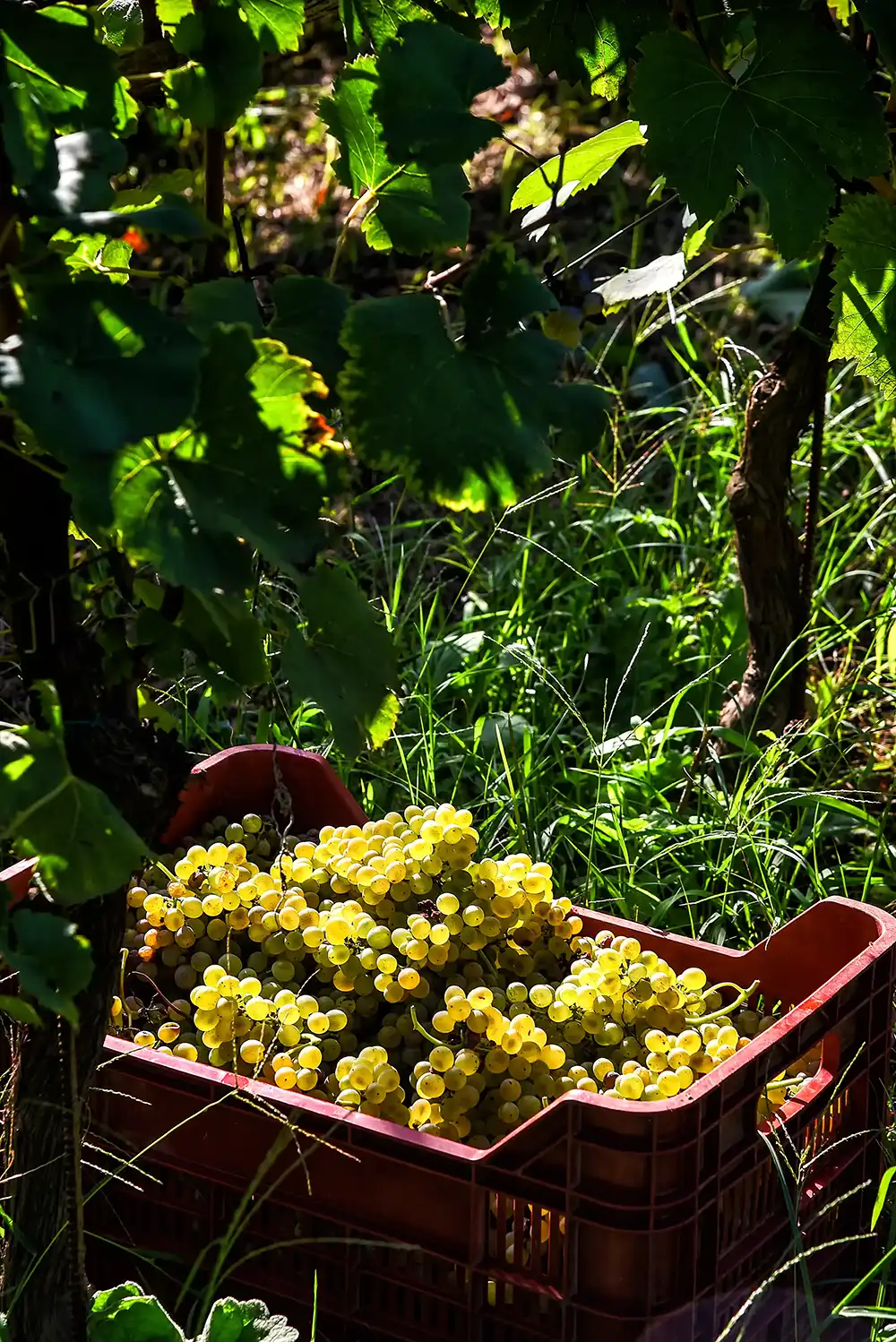 Azienda Agricola Guerritore
