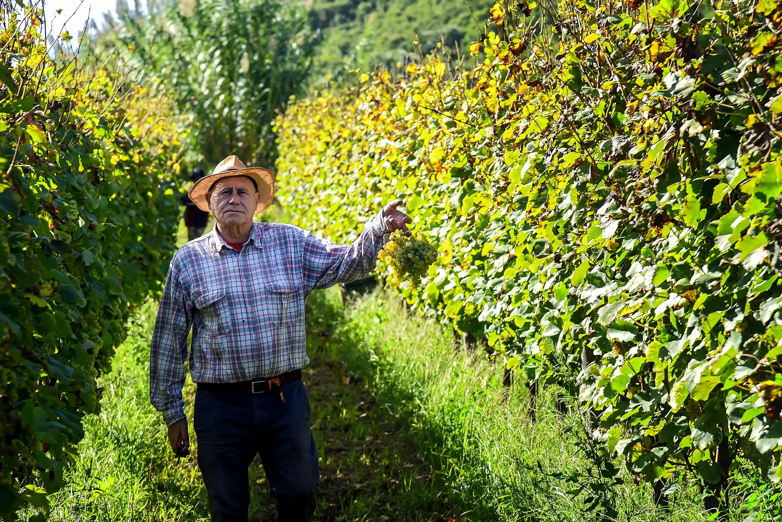 Azienda Agricola Guerritore