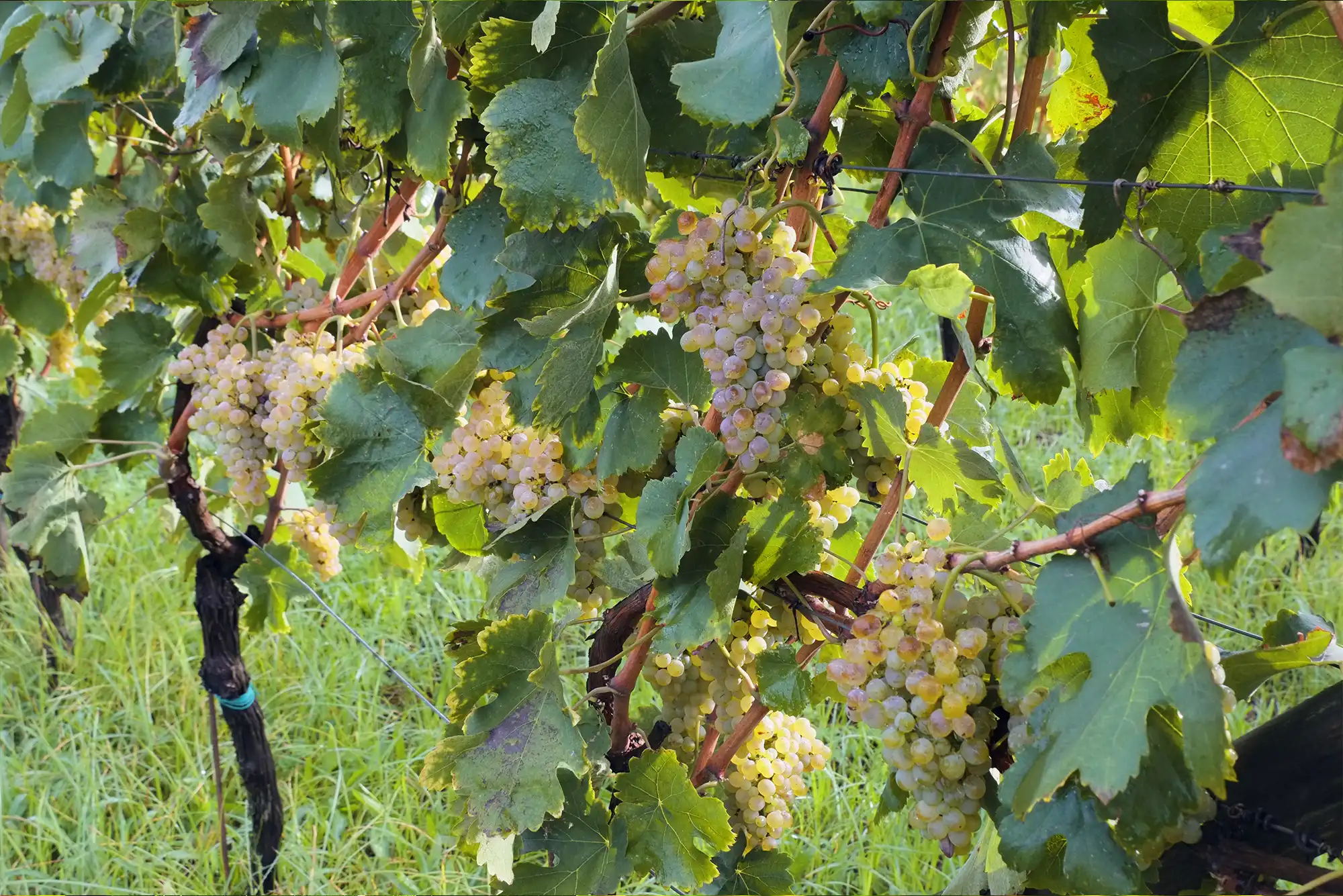 Azienda Agricola Guerritore