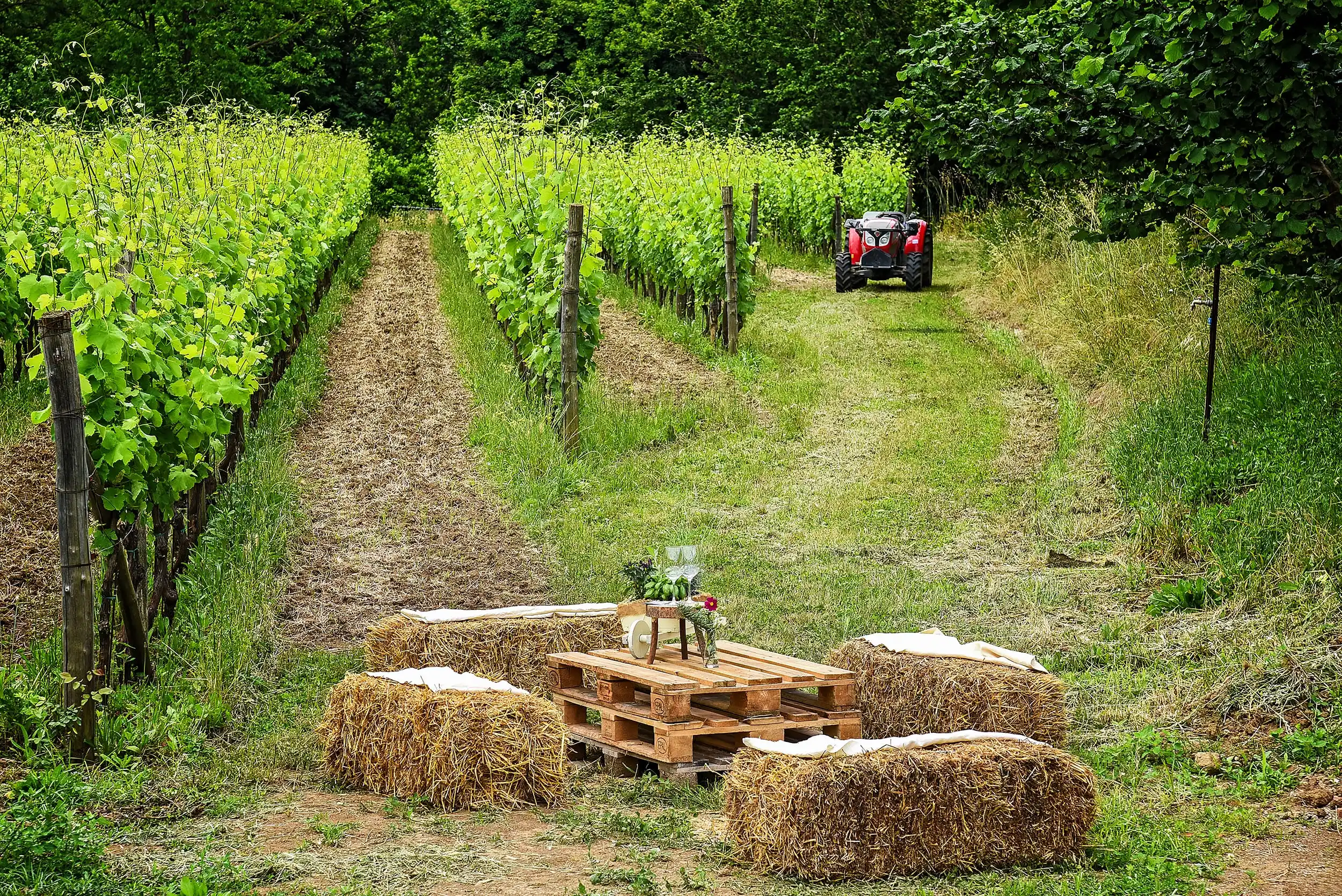 Azienda Agricola Guerritore