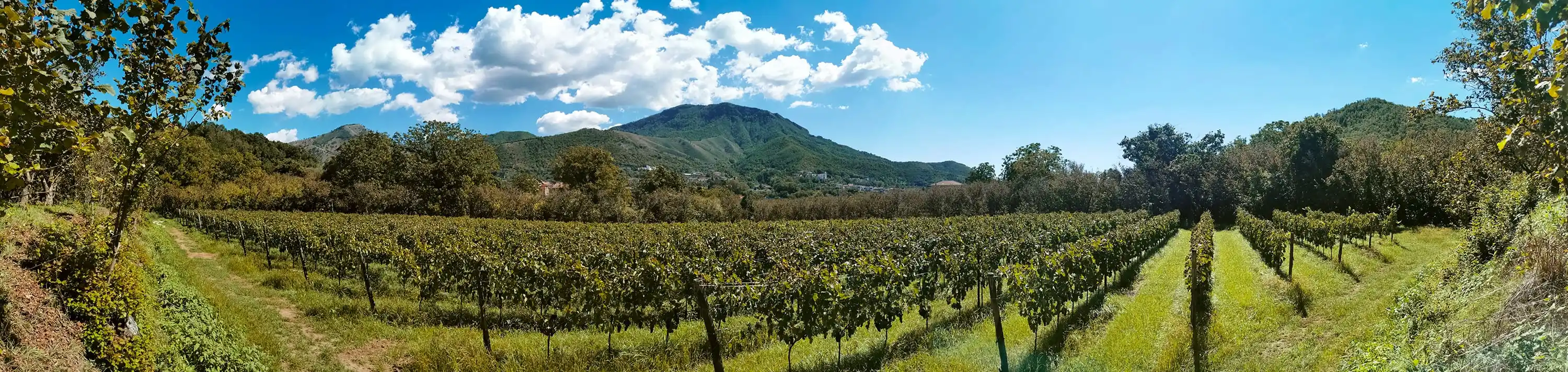 Azienda Agricola Guerritore