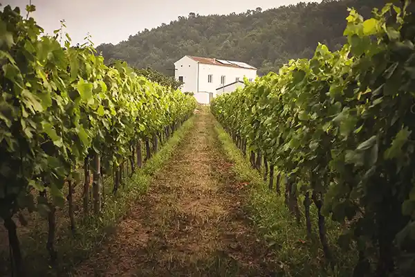 Azienda Agricola Guerritore