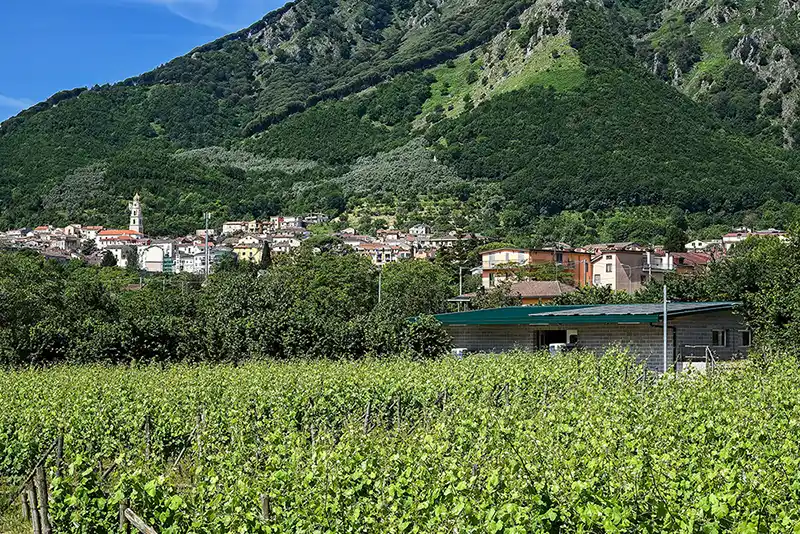 Azienda Agricola Guerritore