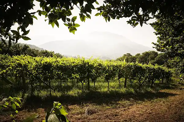 Azienda Agricola Guerritore