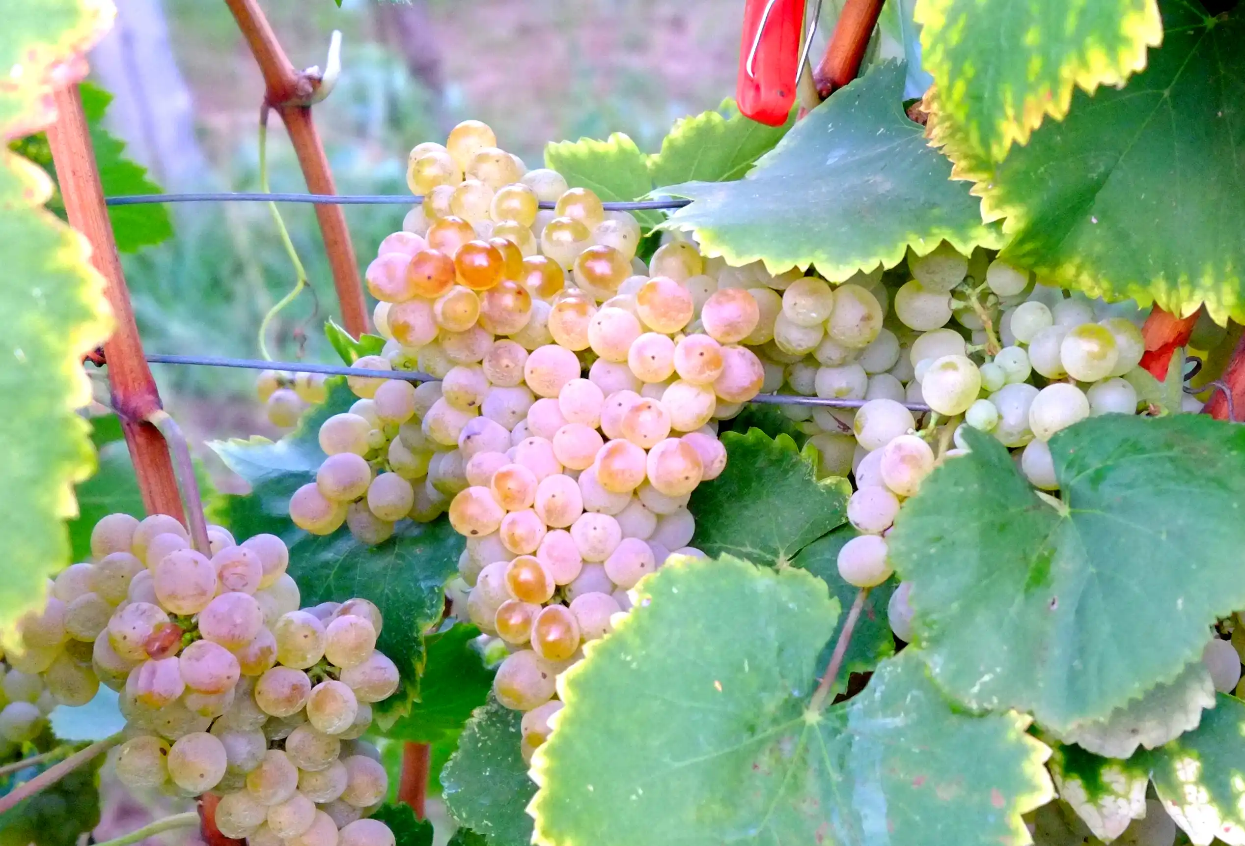 Azienda Agricola Guerritore